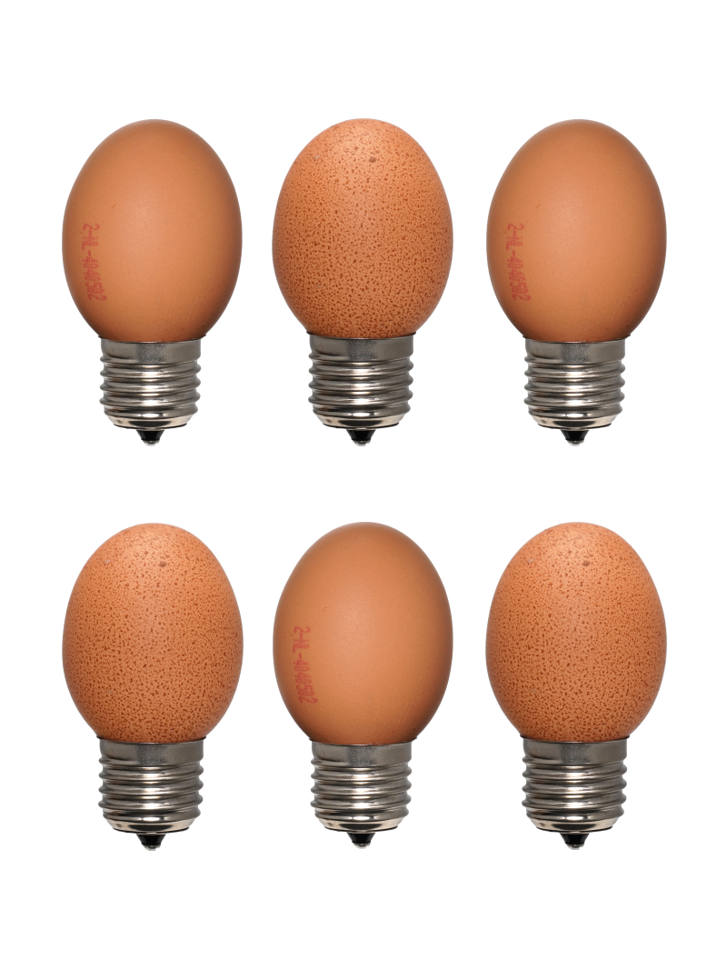 Egglamp 6pack Brown