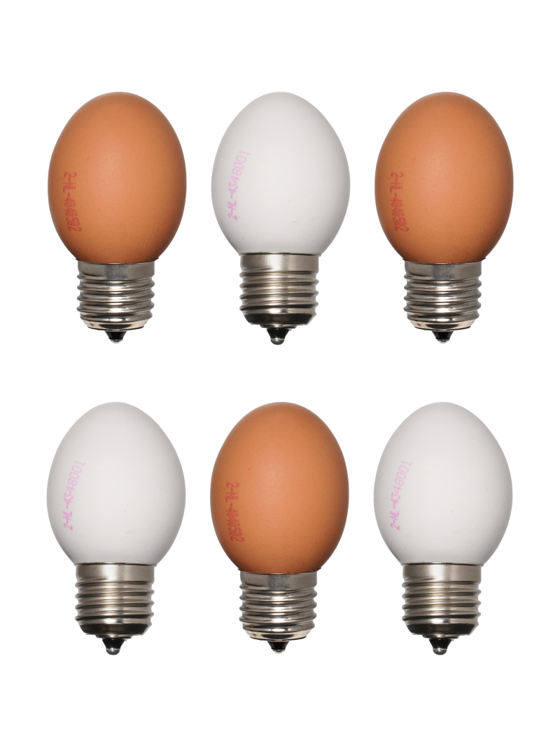 Egglamp 6pack Mixed