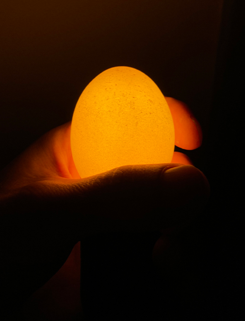 Egglamp Brown