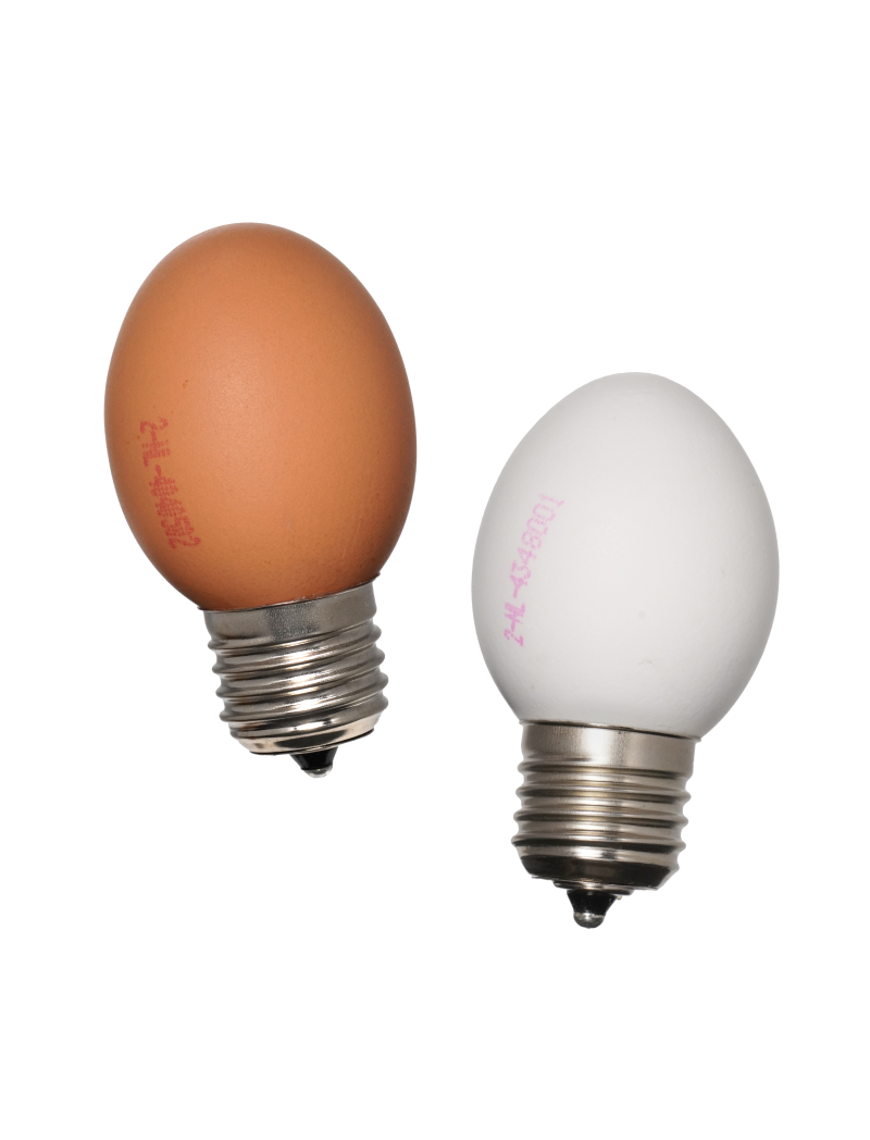 Egglamp Set