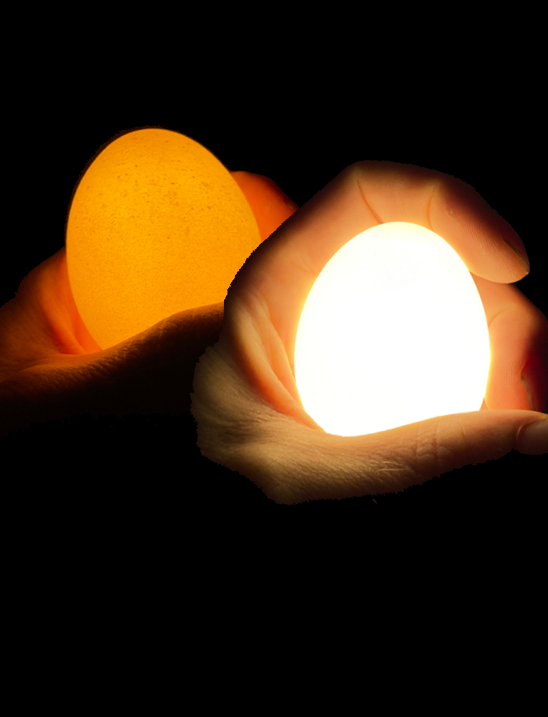 Egglamp 6pack Mixed