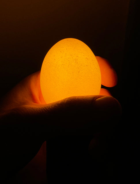 Egglamp Brown